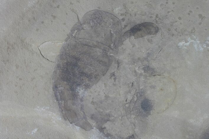 Eurypterus (Sea Scorpion) Fossil - New York #70641